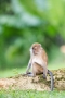Jiří Vondráček - Makak Jávský (Macaca fascicularis)