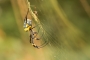 Jiří Vondráček - Nephila Senegalensis