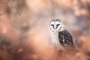 Kristian Potoma - Owl