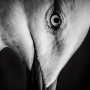 Svět zvířat - Fotograf roku - Junior - VI.kolo - Detail