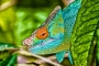 Pavel Pešek - chameleon