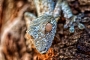 Pavel Pešek - gecko