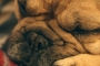 Mazlíček