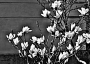 Zdeněk Sobotík - Magnolie