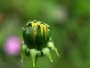 Pupen