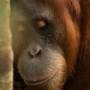 Myšlenky orangutana