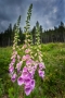 Digitalis