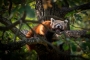 Němý pohled - Fotograf roku - Junior - VI.kolo - Panda Červená