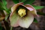 Helleborus