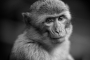 Němý pohled - Fotograf roku - Kreativita - VI.kolo - Myslitel