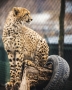 Petr  Jansa - Gepard