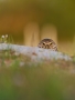 Sýček králičí (Athene cunicularia)