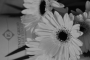 Monochromatické kouzlení