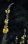 Divizna