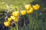 Tulipány