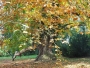 Pod platanem
