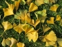 Ginko biloba