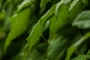 Marek Žižlavský - After rain 1