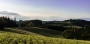 Marek Žižlavský - green landscape 3