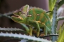 Radek Novotný - Chameleon