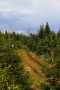 Šumava - částečně zregenerovaná