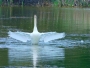 Andrea  Hvězdová - Labutí jezero