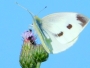 Andrea  Hvězdová - Bělásek