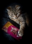 Neber mi Whiskas