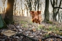 CARNILOVE (1)