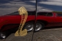 Cobra