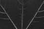 Eva P - Struktura