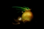 Cibule