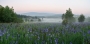 Iris sibirica