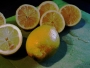 Citronová