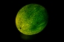 Melón I.
