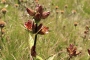 Gentiana pannonica