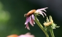 Echinacea