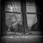 Zoran Toldi - Window