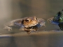 Bufo bufo