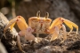Ghost crab