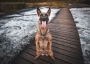 Eva Eisenreichová - Crazy malinois