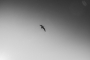 Martina Braťková - Absolutely freedom 