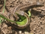 Lizard Love