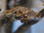 Bufo Bufo