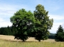 Šumava