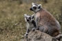 madagaskarští