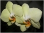 Orchidea