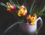 Martina Bachová - Fotohrátky s tulipány 1