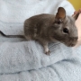 Adéla Dolenská - Osmák degu Lue