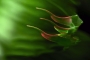 Dracaena
